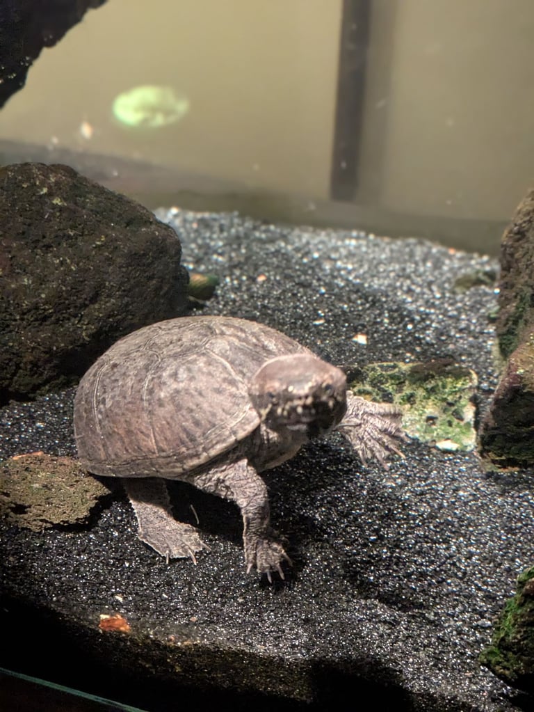 Musk turtles + complete equipment 