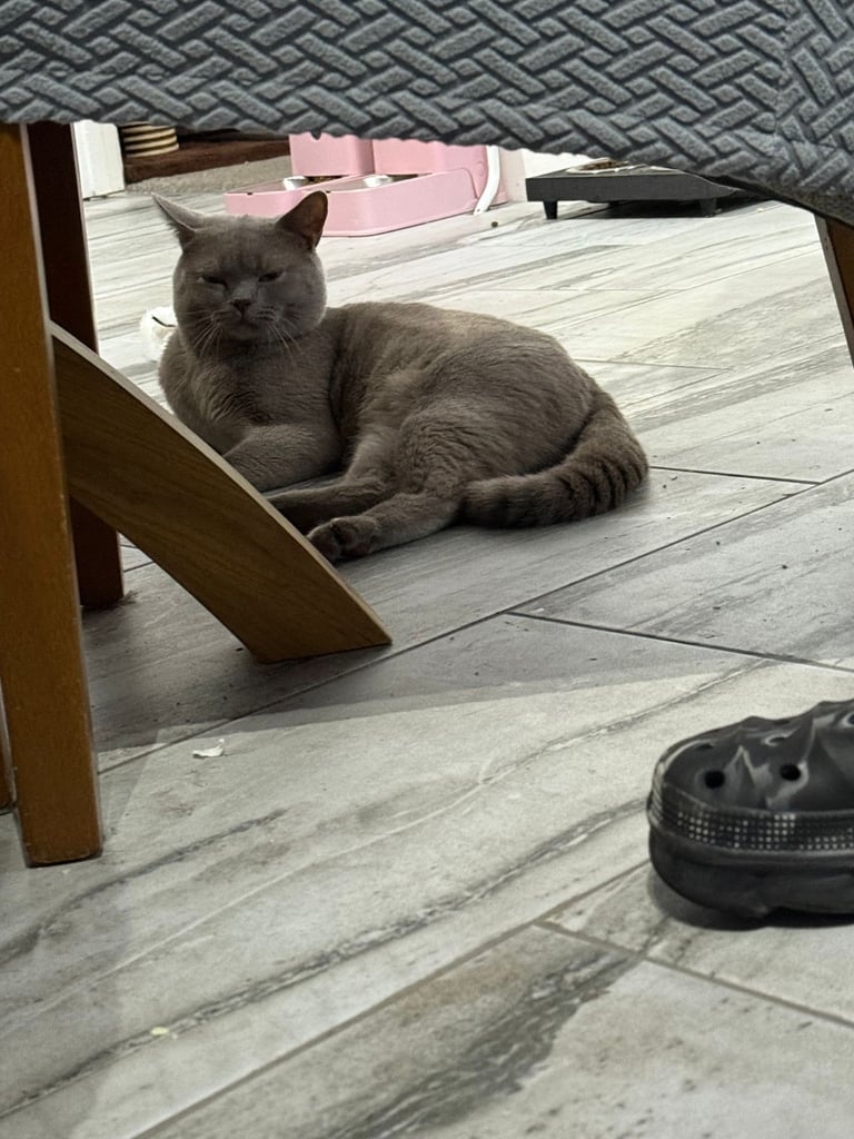 Ragdoll x British shorthair mix kitten 