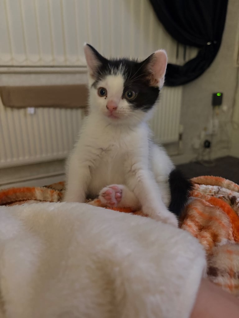 Kitten
