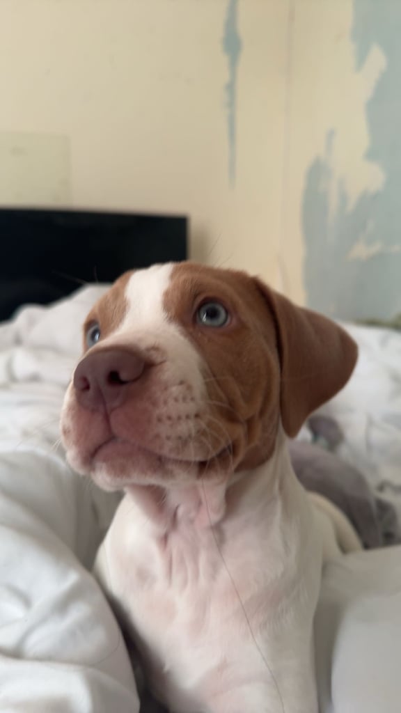 staff x springer OPEN TO ANY OFFERS