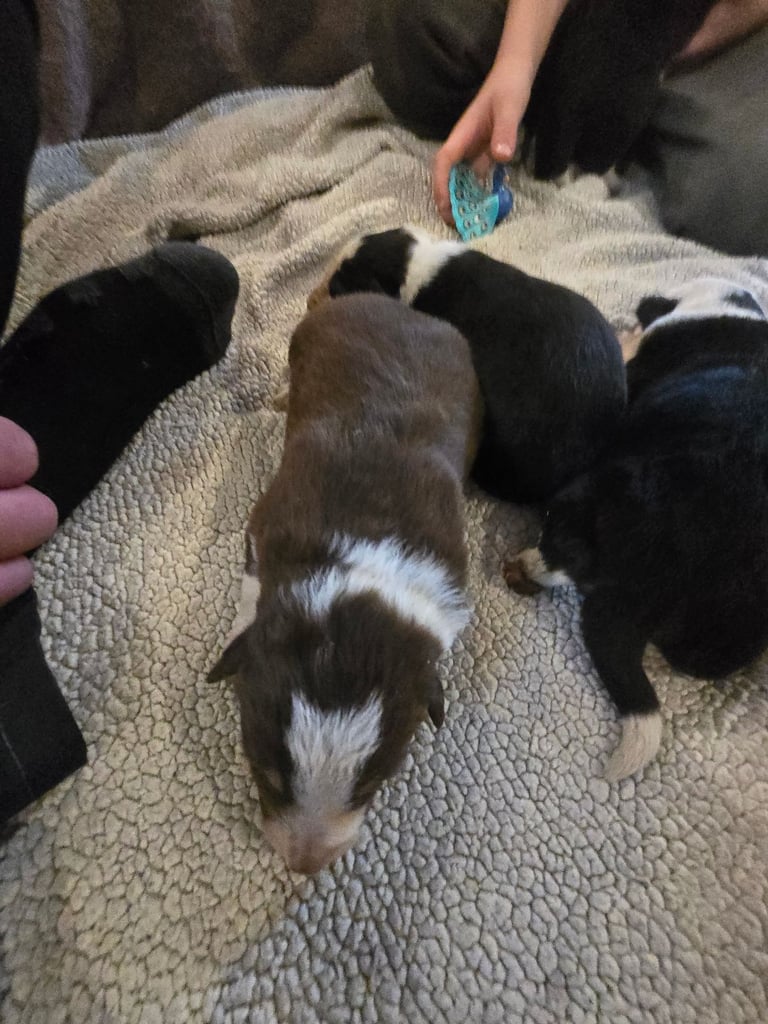 Border collie pups - black and white boy left