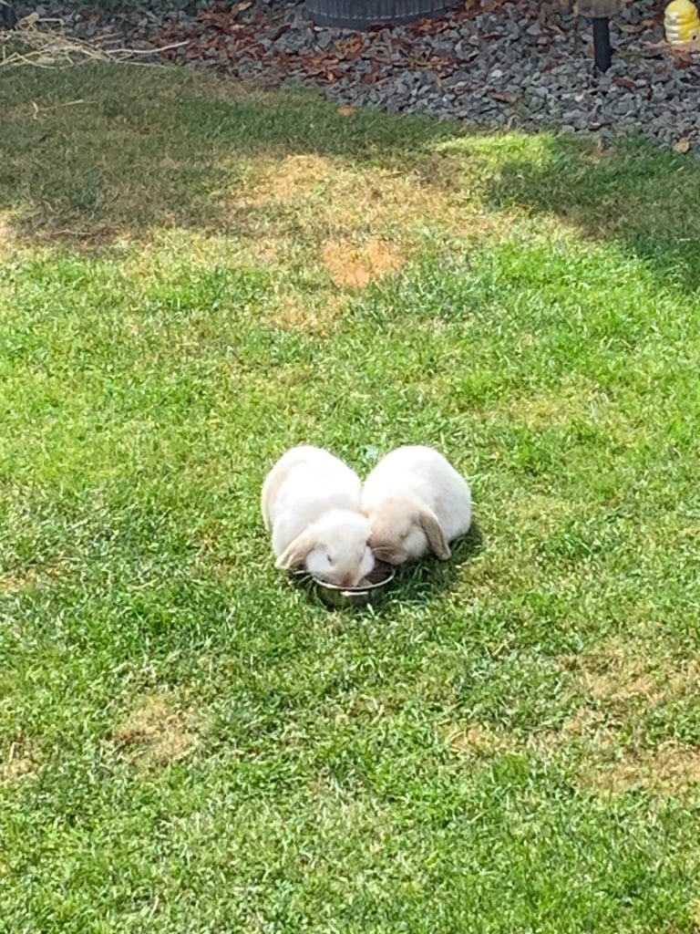 Two 20 wk old girl bunnies, sisters, bonded including 2 x hutches