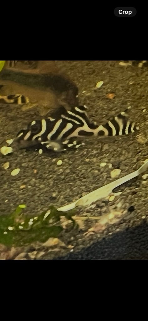 L236rb Cracked zebra Pleco. High grade. 