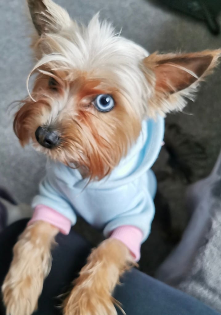 Female Yorkshire terrier 