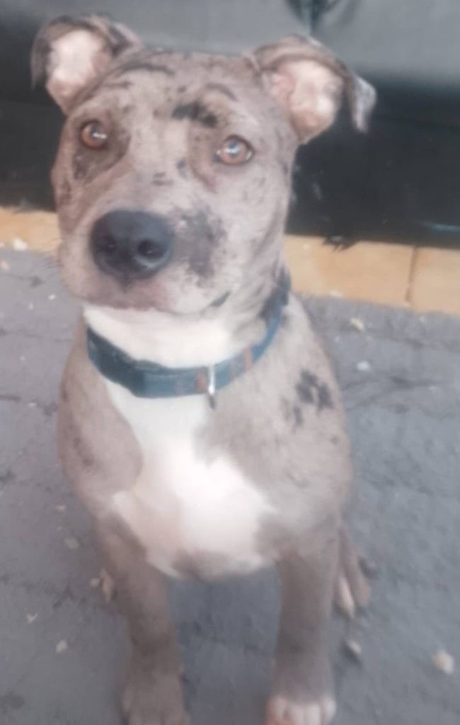 image for Merle female puppy