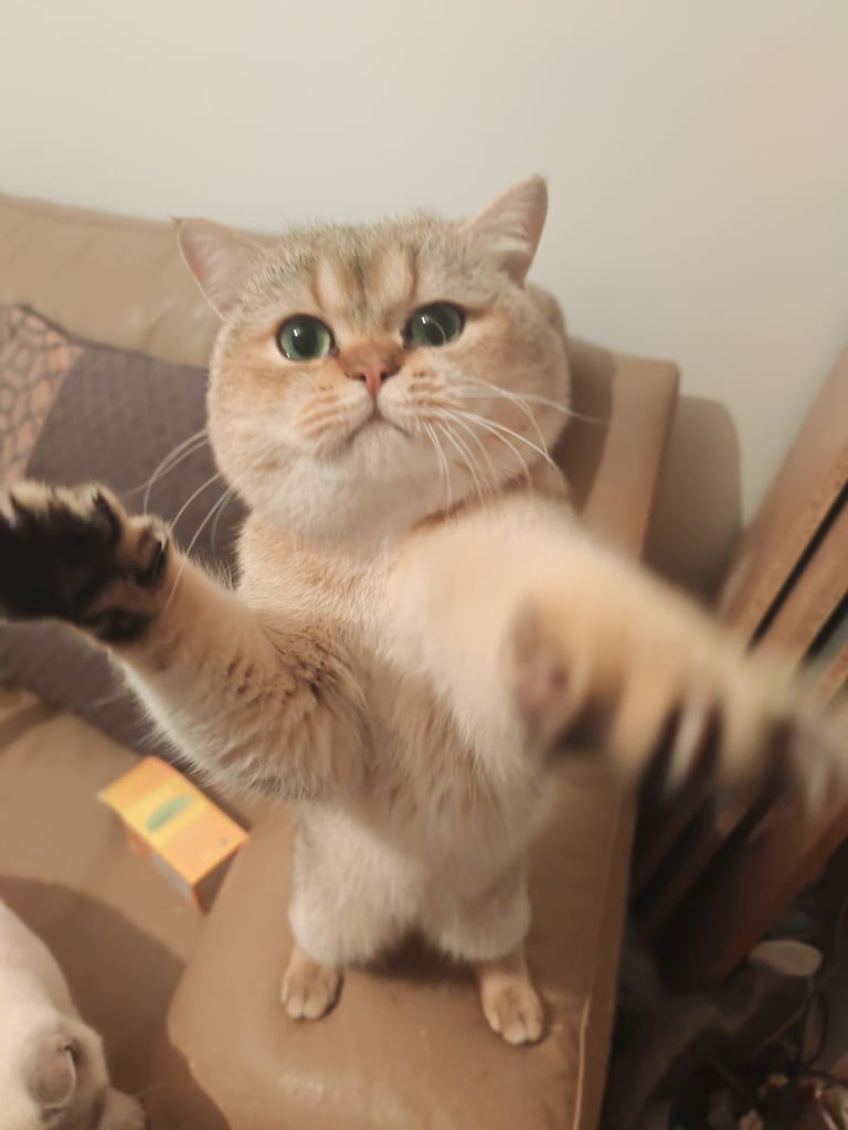 Beautiful British Shorthair Ex-stud pure bred looking for looking forever home 