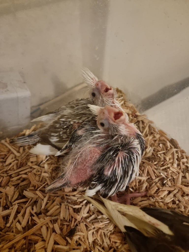 Ready in 4 weeks  silly tame hand reared cockatiels