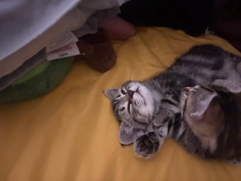 Beautiful 2-Month-Old Tabby Kittens Looking for Loving Homes