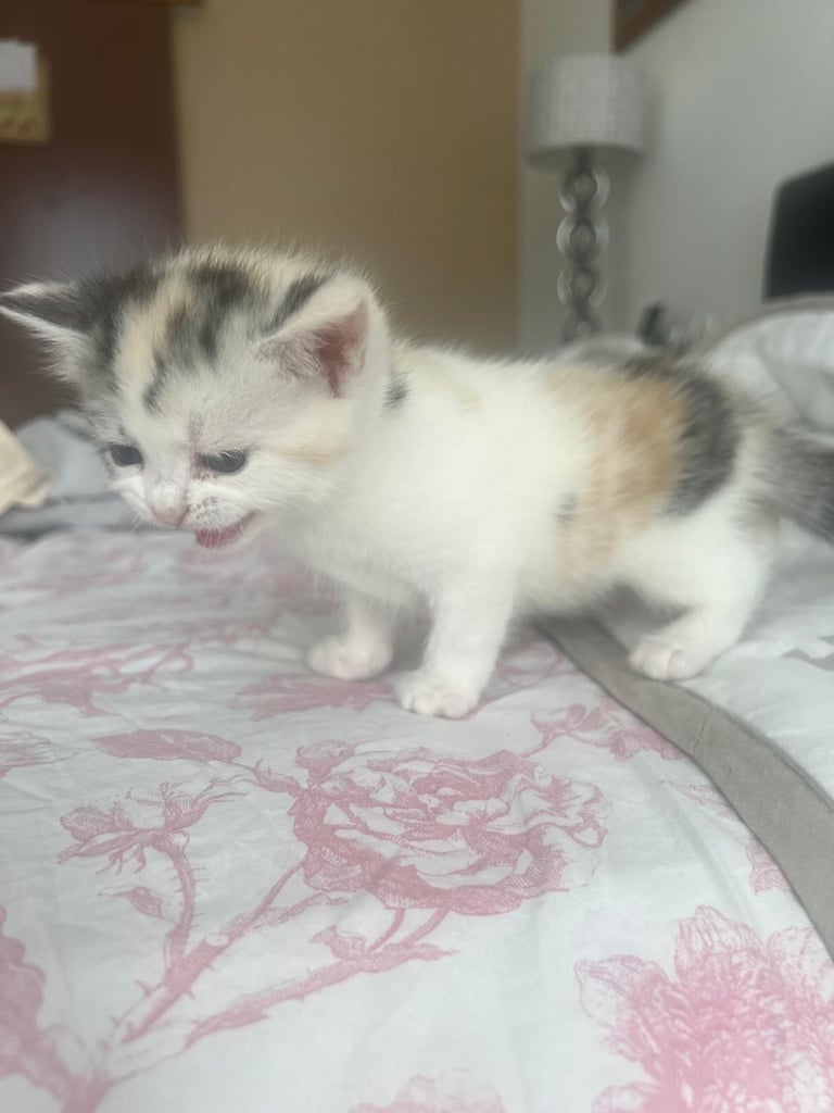 Kittens Cute Persian Mix Friendly cat