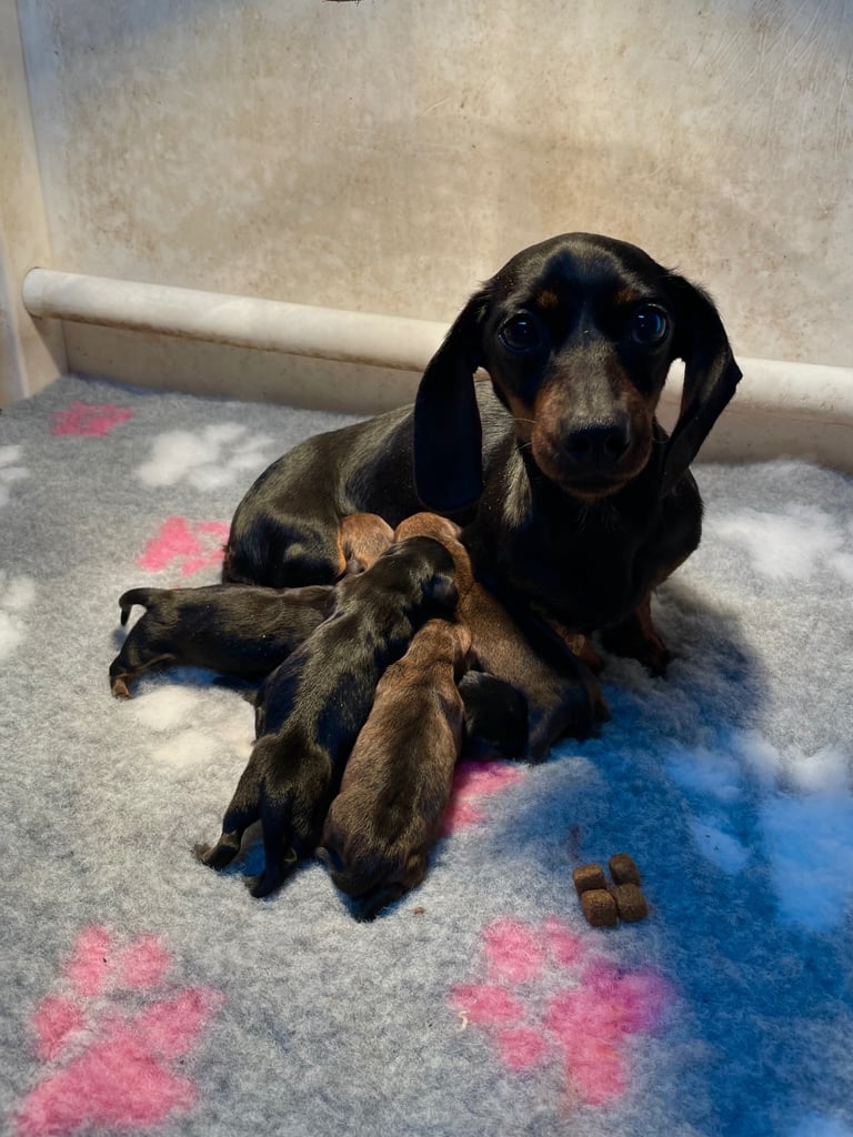 image for Miniature dachshund puppies