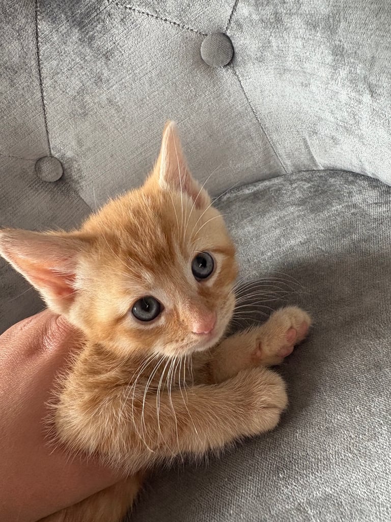 3 kittens for sale