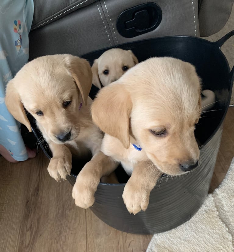 Retriever x fox red Labrador 