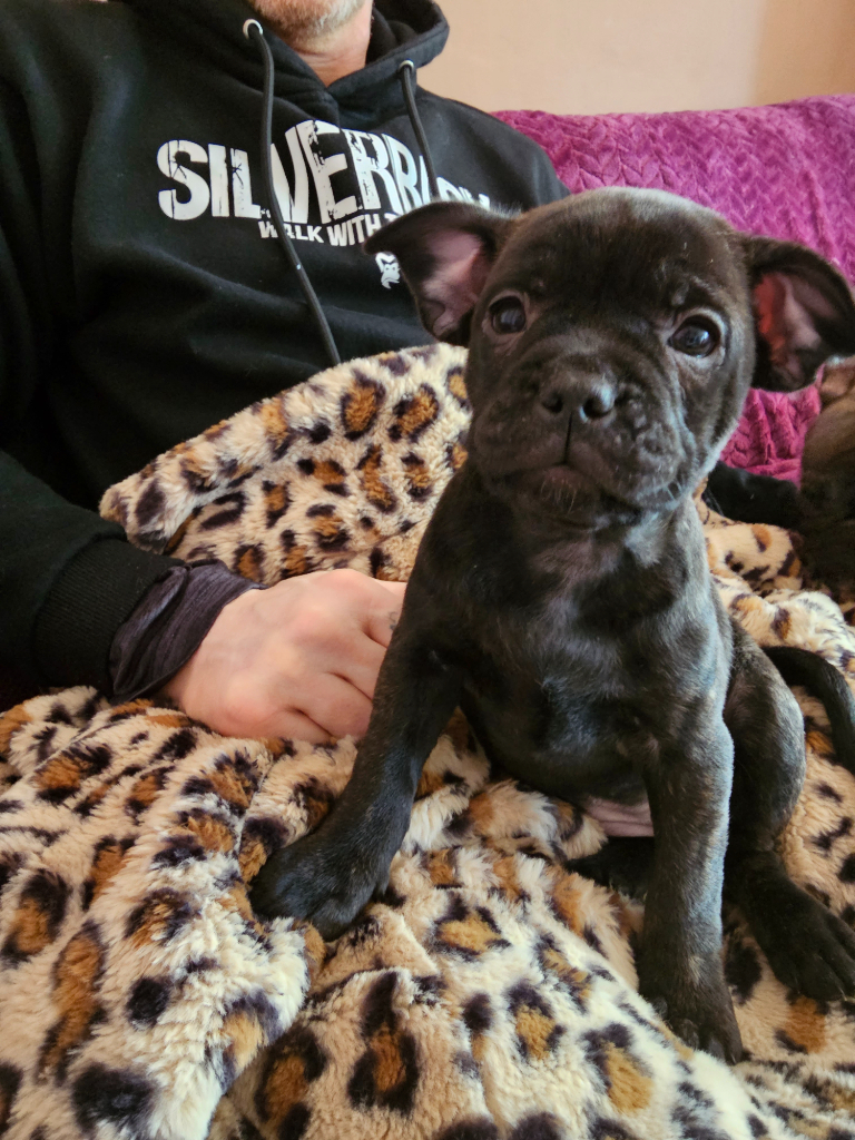 Mixed breed puppies near cheap me