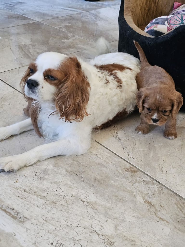Cavalier king Charles spaniel Pups Reserve