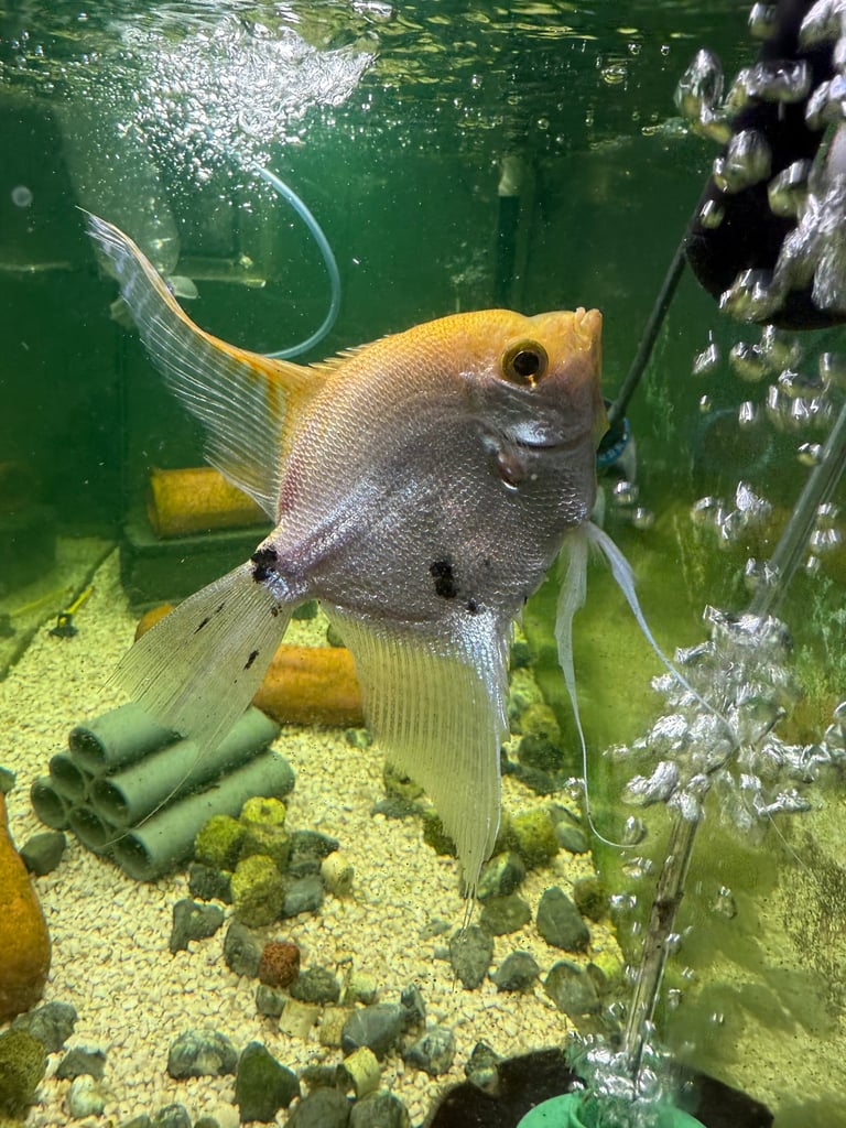 image for Tropical fish
