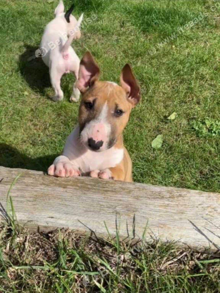English bull terrier 
