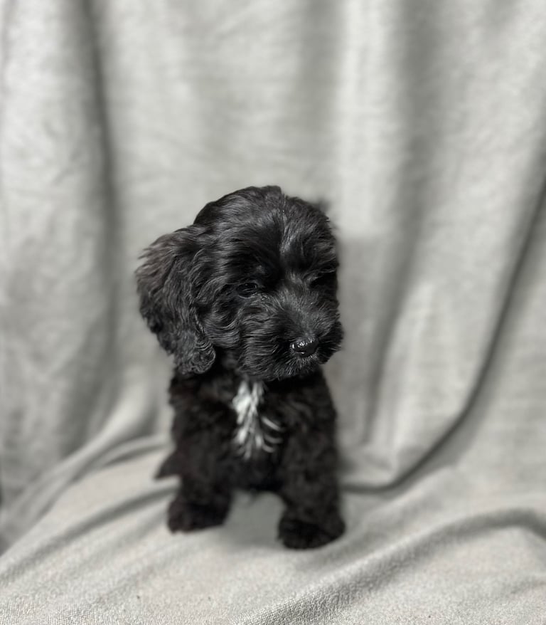 Cockapoo puppys 