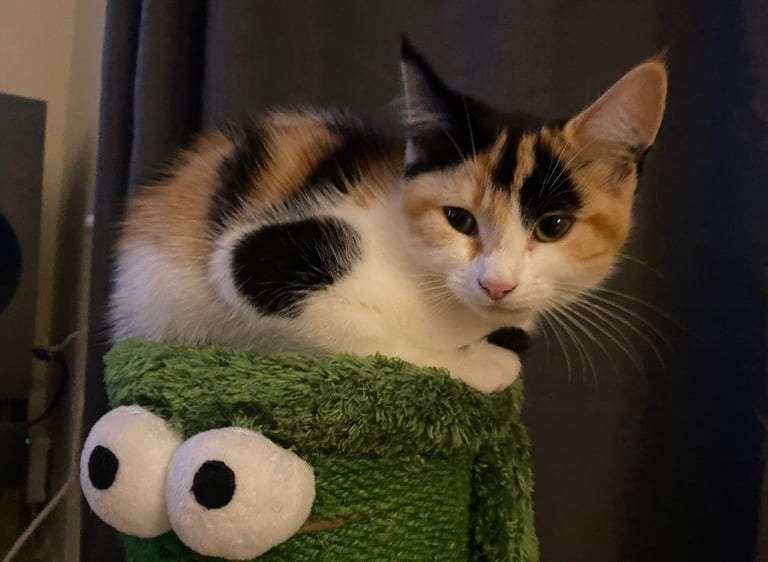 5 month old Calico girl kitten