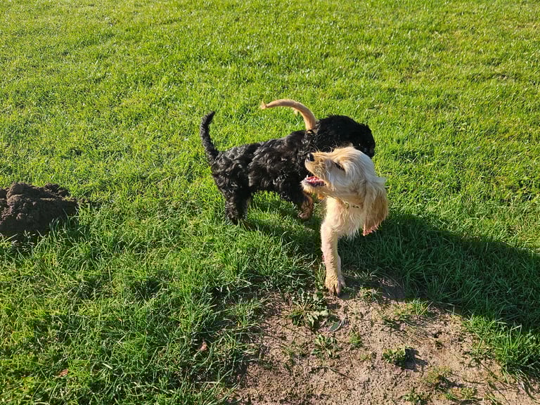 Cockerpoo 