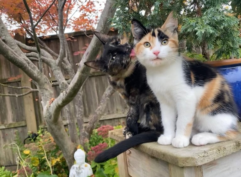 5 month old Calico girl kitten