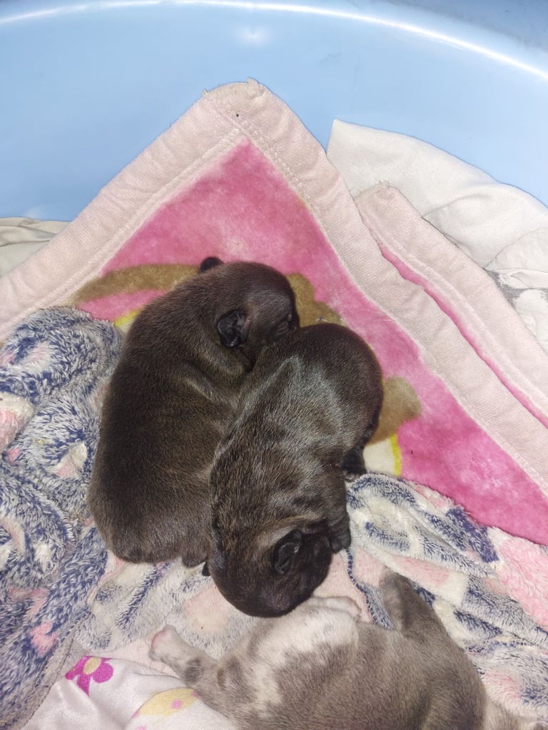 2 female french bulldog puppies merle 