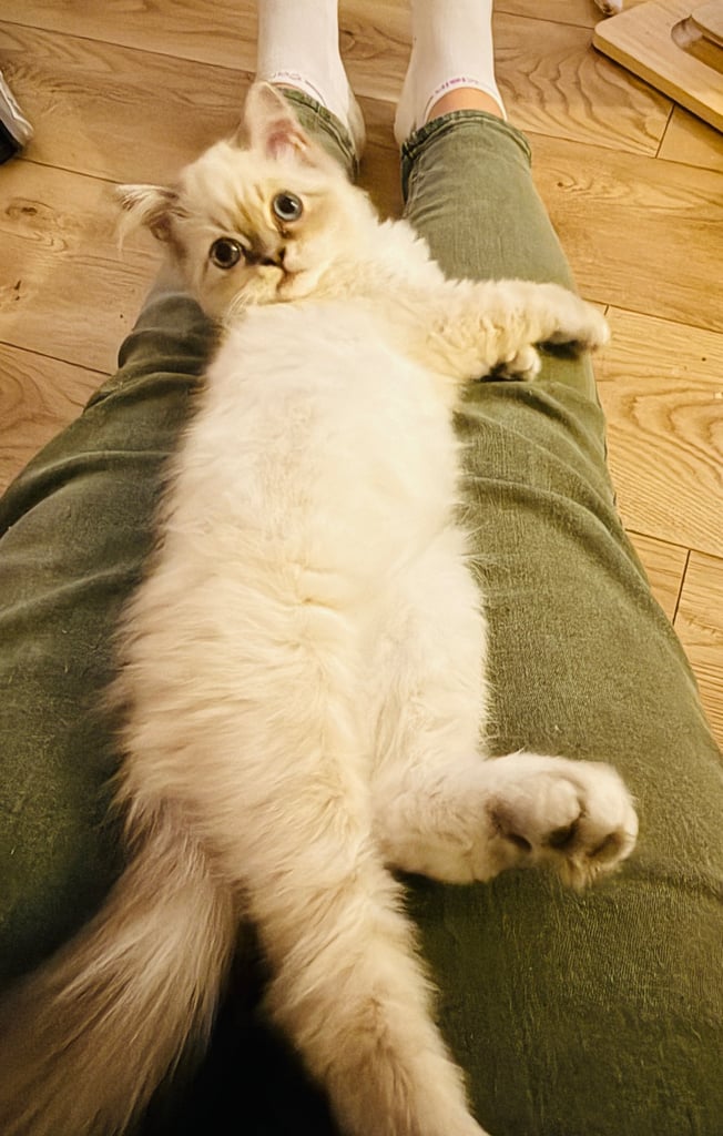 ❤️  Lovely Kittens ❤️