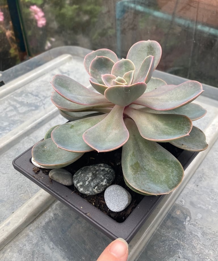 Stunning Echeveria plant 