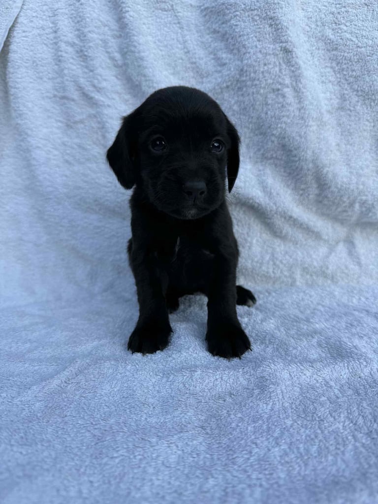 Cocker x Labrador puppies