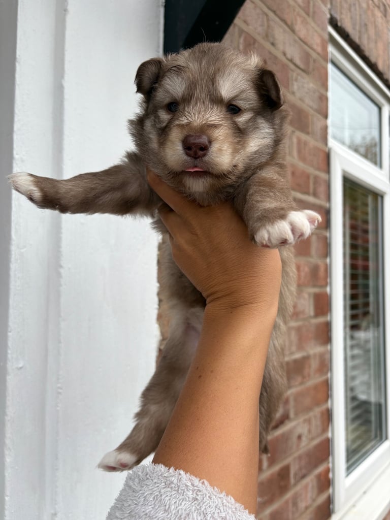 Pedigree Siberian Husky Puppies 3 GIRLS LEFT!!