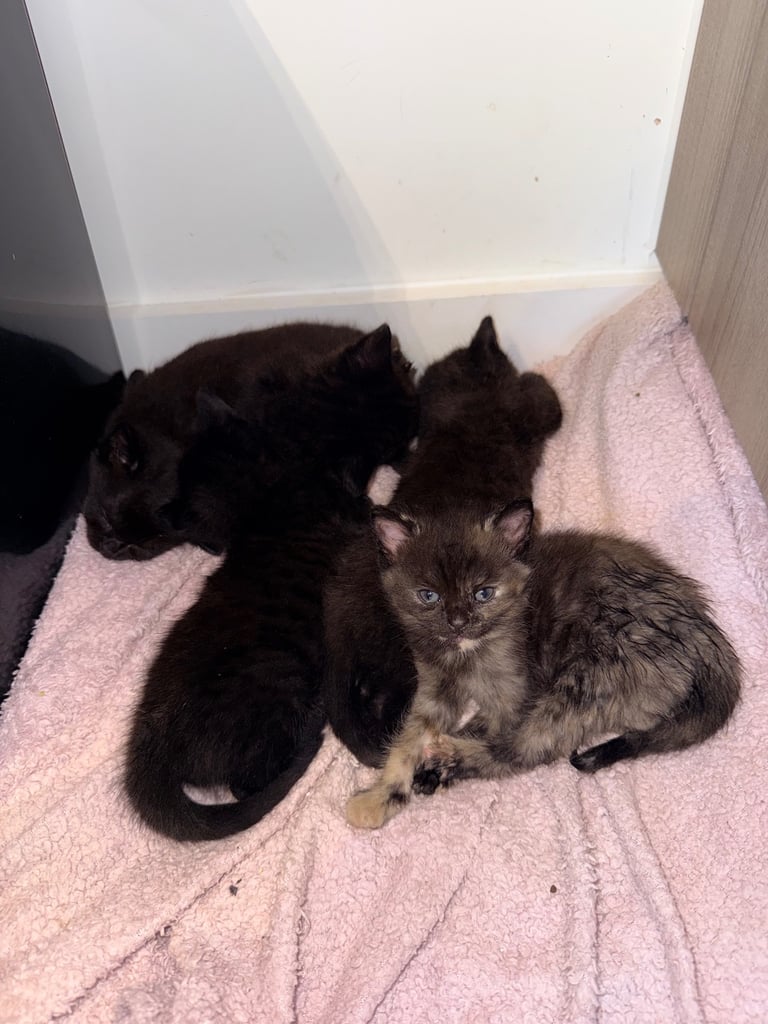  kittens looking for their new and forever homes