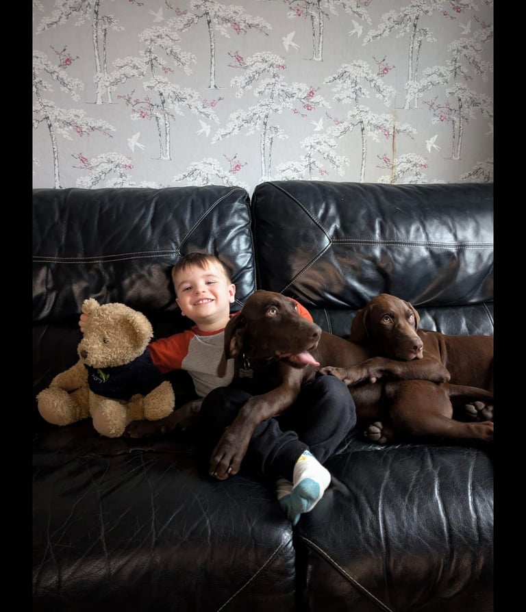 image for German short hair pointer- GSP