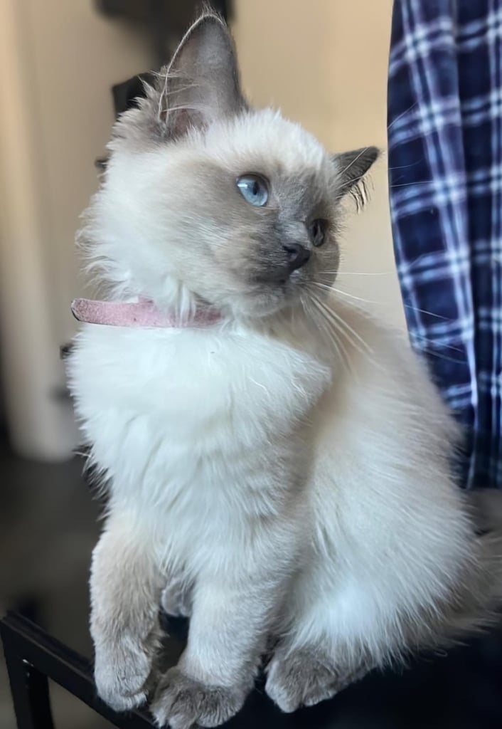 1 Adorable Ragdoll Boy left & Looking for Their Loving Home 