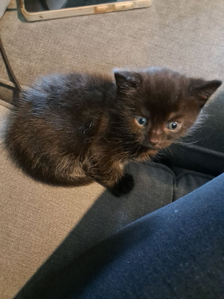 Female kitten 1