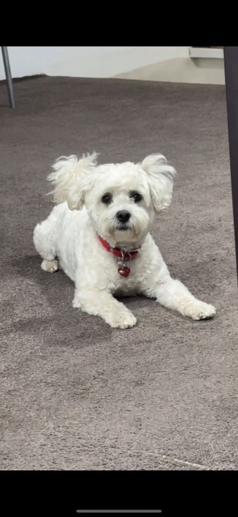 🐾 Shih Tzu – Bichon puppies for sale 🐾