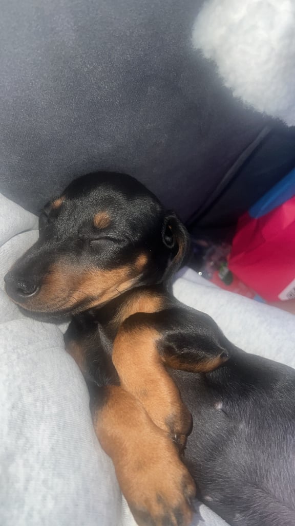 Miniature Dachshund female puppy