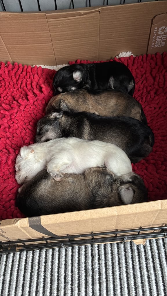 Miniature schnauzer puppies 