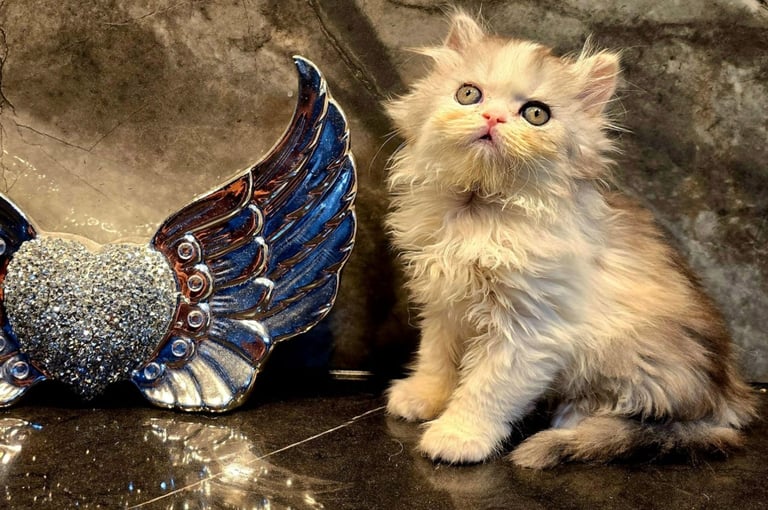 1 Highland Straight kittens for sale