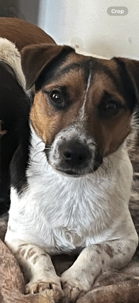 image for Jack Russell pups for sale 