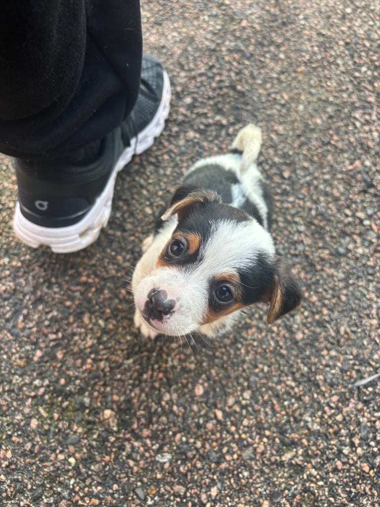 Jack Russel puppie 