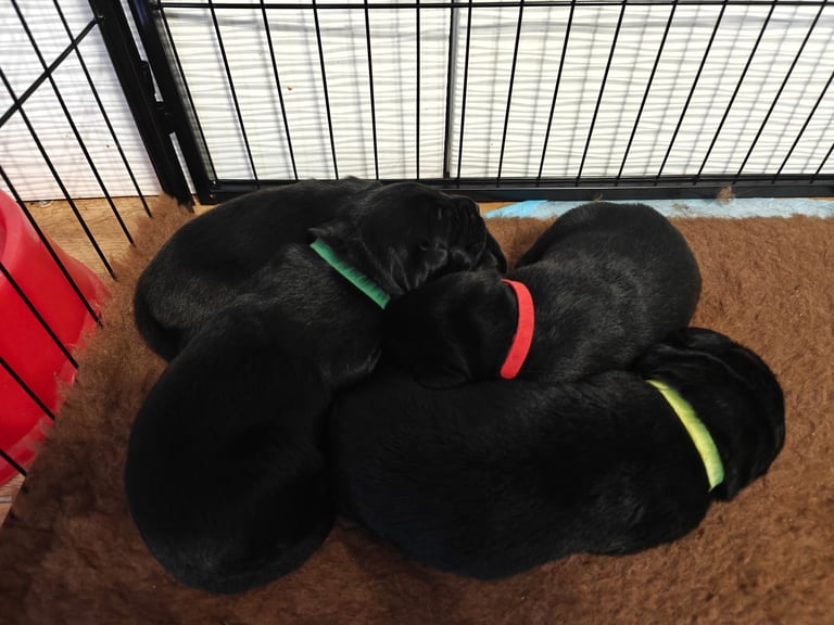 image for Labrador puppys black pure bread 