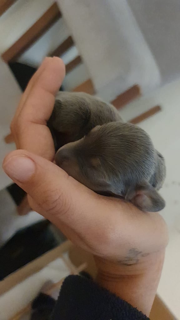 3 male miniature dachshunds