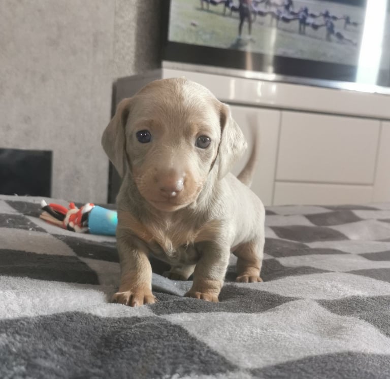 Miniature Dachshunds kc registered 