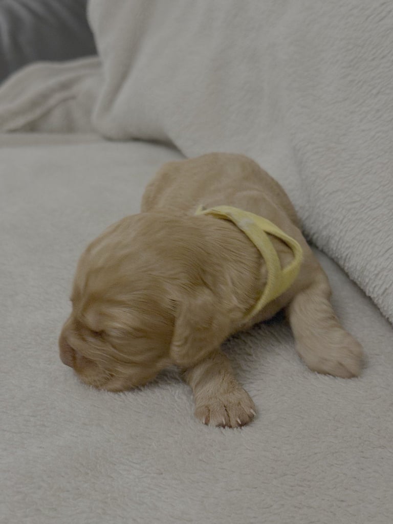 Cocker spaniel puppies for sale