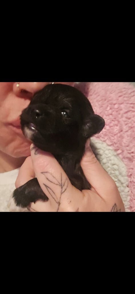 1 time miniature pomapoos 