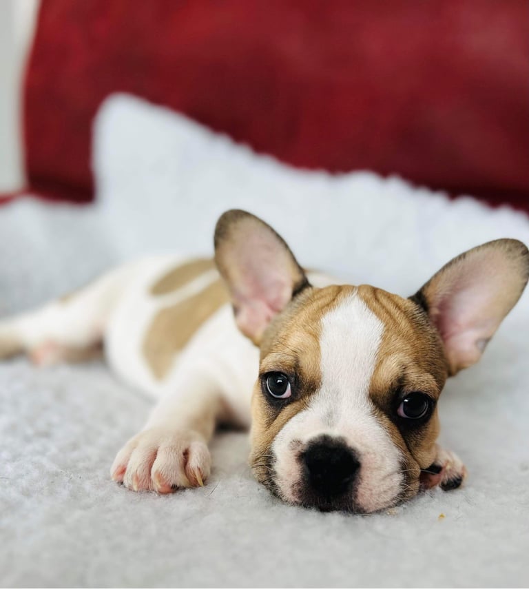 French Bulldog Puppies For Sale 