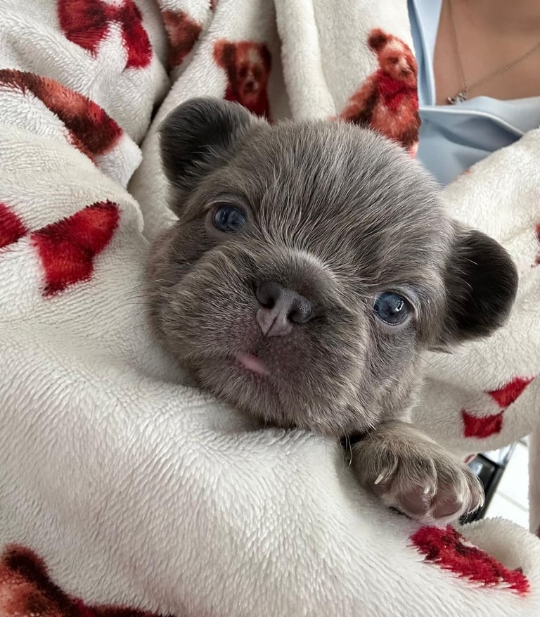 French bulldog puppies Fluffy & fluffy carriers ✨