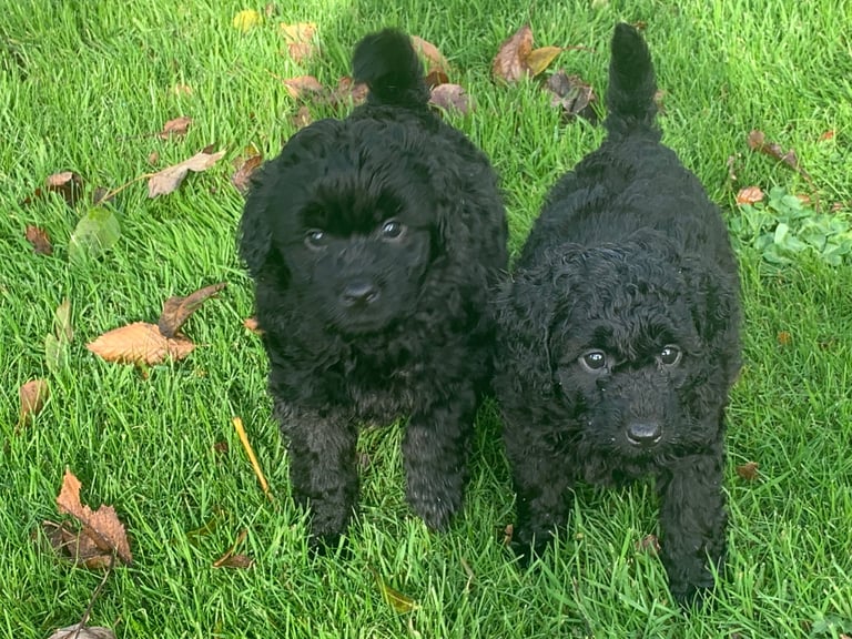Cockerpoo puppies 