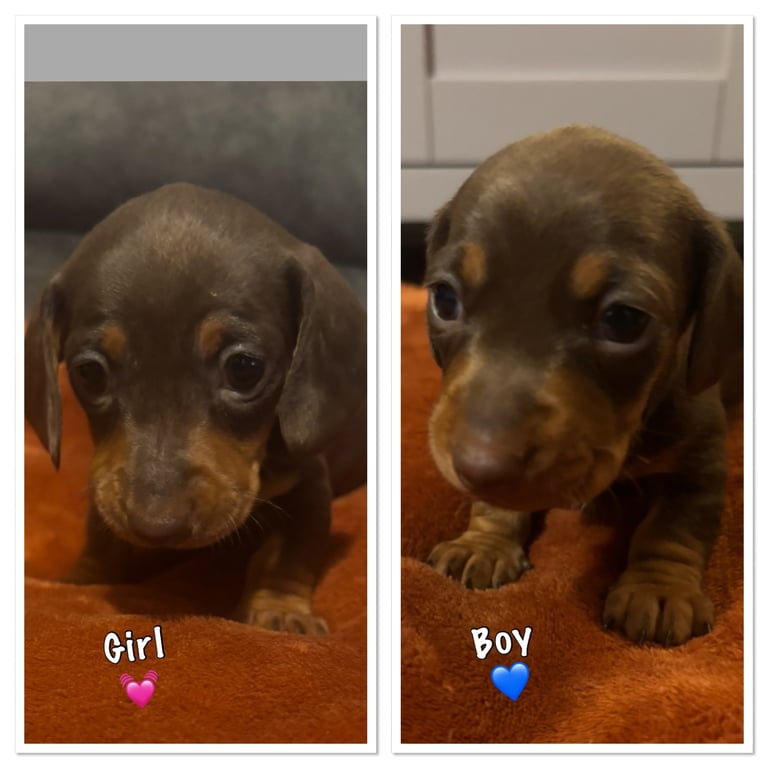KC Reg Dachshund Puppies