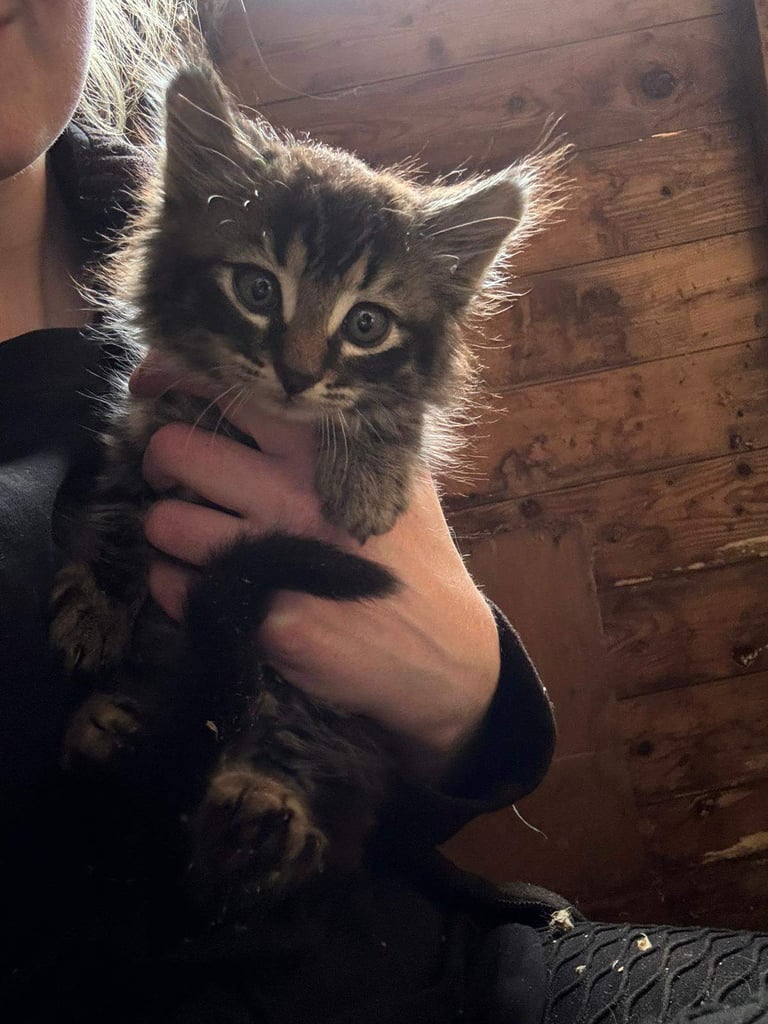 image for 2 kittens