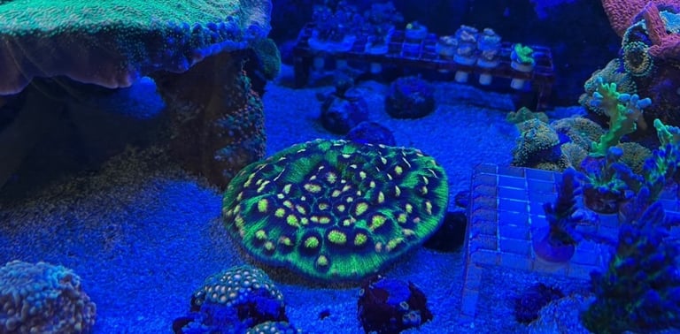 image for Raja rampage coral marine frags not Zoa mushroom 